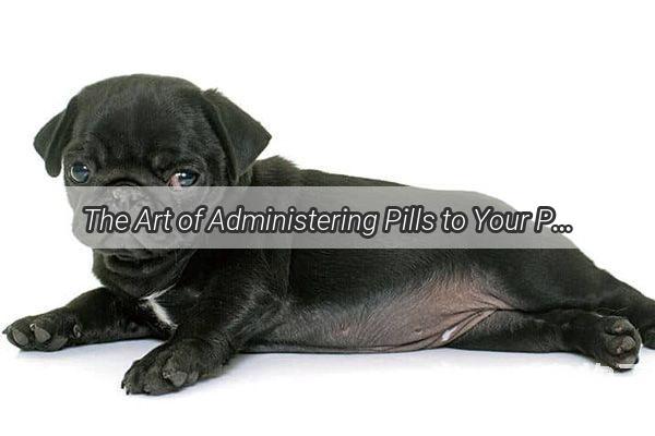 The Art of Administering Pills to Your Pooch A StressFree Guide to Medication Time